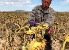 赤峰收購樹種子電話號(hào)碼是多少