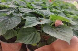 赤峰市花圃基地電話號碼