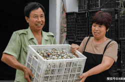 赤峰淘汰母牛養(yǎng)殖廠電話號(hào)碼