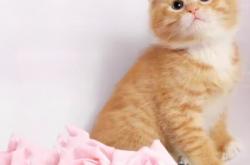 赤峰橘貓領(lǐng)養(yǎng)電話多少號