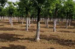 赤峰國槐種植基地電話號碼