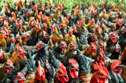 赤峰牲畜防疫站電話號碼