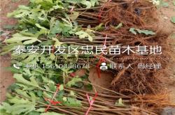 赤峰地區(qū)賣樹(shù)苗的電話號(hào)碼是多少