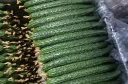 赤峰寧城縣艷子飯店電話號碼