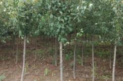 內(nèi)蒙古赤峰鐵嶺苗圃電話是多少