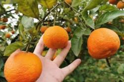 赤峰采摘橘子園電話號碼查詢