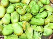 赤峰炒蠶豆店電話(huà)多少啊