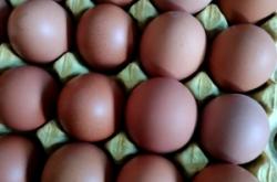 赤峰市雞蛋價(jià)格多少錢一斤