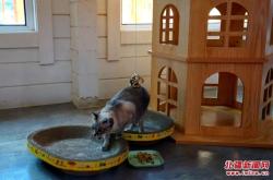 赤峰免費(fèi)領(lǐng)貓的地方電話號(hào)碼