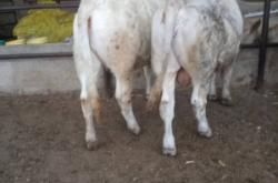 赤峰養(yǎng)牛場電話多少號