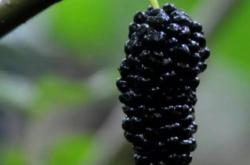 赤峰燕麥草收購(gòu)商電話號(hào)碼