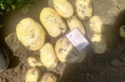 赤峰土豆機(jī)械廠(chǎng)家電話(huà)號(hào)碼