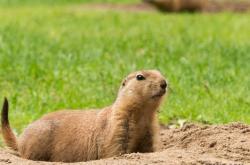 赤峰野生旱獺養(yǎng)殖基地電話號碼