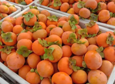 赤峰磨盤柿子代收電話地址查詢