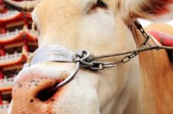 赤峰賣拉牛車的店鋪電話號(hào)碼