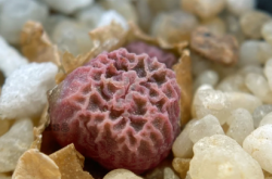 赤峰山皮石收購電話地址查詢