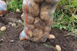 赤峰土豆批發(fā)電話(huà)號(hào)碼多少