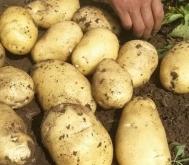 赤峰蛋撻皮批發(fā)電話號碼