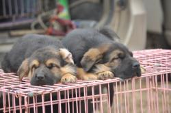 赤峰訓(xùn)狗基地