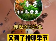 赤峰魚缸回收上門電話是多少號(hào)