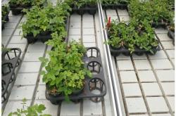 赤峰市育苗床出租電話號(hào)碼