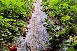 赤峰馨月草莓采摘園電話號(hào)碼