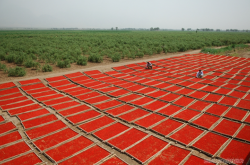 赤峰大地拖拉機銷售電話號碼