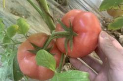 赤峰雪糕批發(fā)永業(yè)店電話號(hào)碼