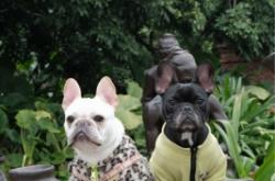 赤峰安馨寵物醫(yī)院電話號(hào)碼