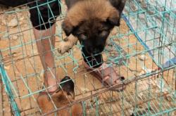 赤峰附近賣豬仔的電話號(hào)碼