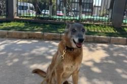 赤峰領(lǐng)養(yǎng)退役犬電話多少號