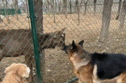 赤峰狗場(chǎng)