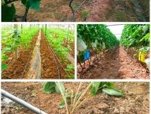 赤峰市里滴灌帶廠家電話號(hào)碼