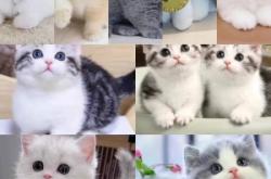 赤峰良心寵物店電話號碼查詢