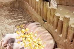 赤峰充氣淘氣堡地址電話號(hào)碼