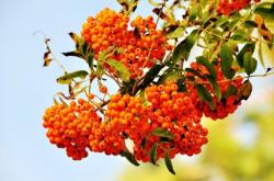 赤峰花楸苗供應(yīng)電話地址查詢