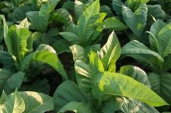 赤峰旱煙葉批發(fā)電話地址查詢