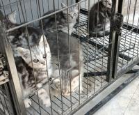 赤峰市上門回收貓電話號碼