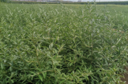 赤峰樹苗基地電話號碼查詢