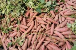 赤峰附近紅薯苗基地電話(huà)號(hào)碼