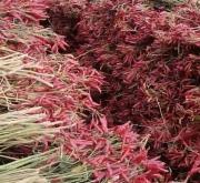 赤峰辣椒皮烘干廠電話地址查詢