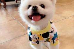 赤峰定制貓舍電話號碼查詢