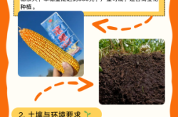 出售赤峰敖漢玉米的電話號碼