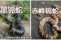 赤峰黑砂廠家電話號(hào)碼查詢