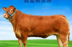 赤峰養(yǎng)牛場(chǎng)聯(lián)系電話