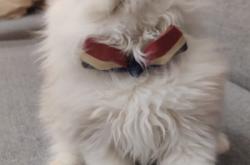 赤峰小貓咪領(lǐng)養(yǎng)中心電話號(hào)碼