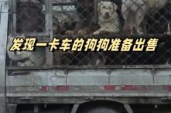 赤峰附近狗狗出售電話多少號(hào)