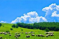 赤峰收羊經(jīng)紀(jì)人電話