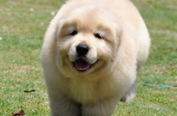 赤峰出售寵物狗電話地址查詢