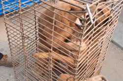 赤峰狗肉販子電話號碼查詢